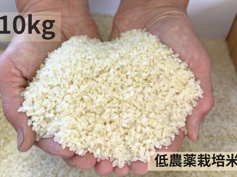 【令和７年産】低農薬栽培米　コシヒカリ　白米　１０kg　（真空袋５kg×２袋）