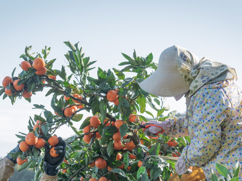 やさし〜い甘さ！ツルンと丸っこい『サンライト』　【小さい】10kg