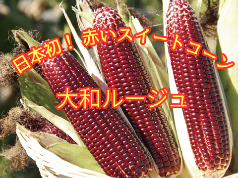 【6月中旬発送】赤いとうもろこし大和ルージュ 2Lサイズ10本入