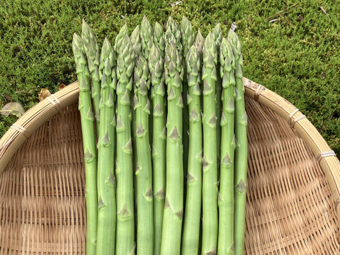 自然の恵みいっぱい雪国アスパラガス L〜2L 800g