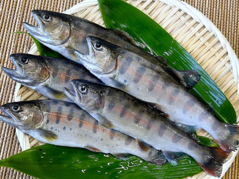 1尾からご注文可能！渓流の女王ヤマメ(１尾約120g前後)【八ヶ岳南麓の湧水育ち】