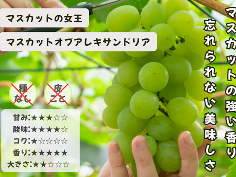 ☆ぶどう好きにオススメ☆ たっぷり6品種をお届け 岡山県産ぶどうおまかせ6種食べ比べ