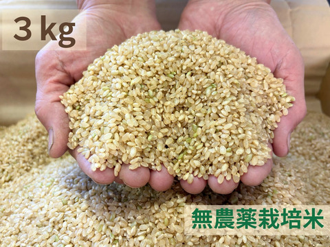 【令和７年産】農薬不使用　コシヒカリ　玄米　3kg