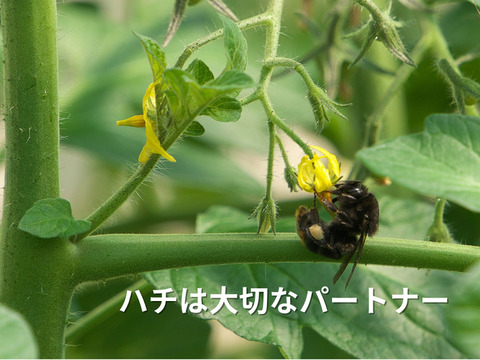 【12月発送】☆初めての方限定☆少量お試し☆超濃厚ミニトマト　400g　家庭用　
プチトマト