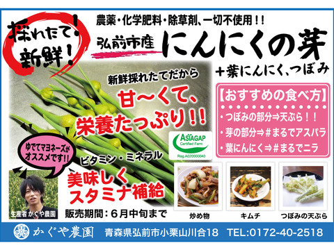 【予約限定】青森県産！農薬不使用のにんにくの芽＋葉＋つぼみ 約１キロ【令和７年新物！】