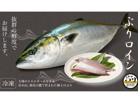 【鹿児島産ぶり】700g以上 冷凍・ぶり皮無ロイン（背腹計2ｐ）