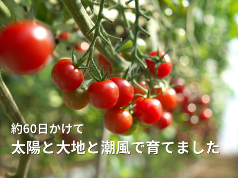 【新生活応援セール10％off】手が止まらない！超濃厚ミニトマト☆子供のおやつに大人気☆　家庭用　薄皮プチトマト　鮮度抜群　農家直送　1kgより少ない900g　甘いより旨い　出汁推し実