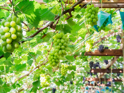 お盆シーズンにお届け可能　シャインマスカット入り　『岡山県産ぶどう』　おまかせ3種食べ比べセット　1.5キロ以上