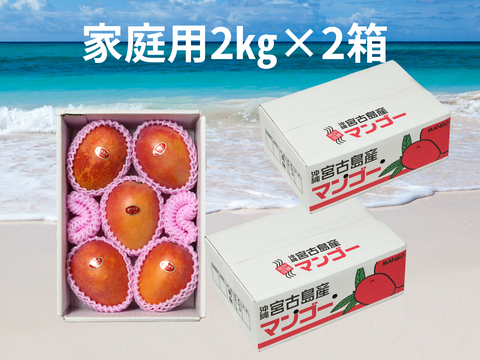 【家庭用2箱買い】宮古島産完熟マンゴー2㎏(4～6玉)×2箱
