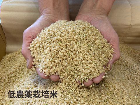 【令和７年産】低農薬栽培米　コシヒカリ　玄米　3kg　贈答用