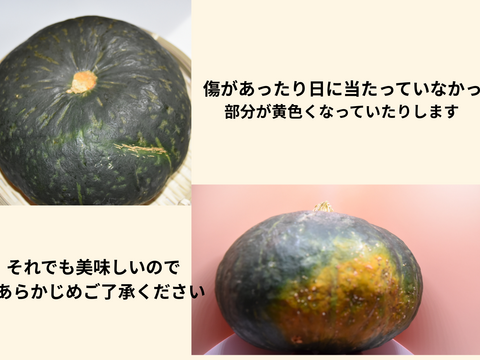 大地から甘さをお届け！栗カボチャブラックのジョー！食べきりやすいサイズを選びます。1.3kg以上確約　２個入り　南瓜界のユーティリティプレイヤー　どんな料理にも上品なかぼちゃの甘さで大活躍！！