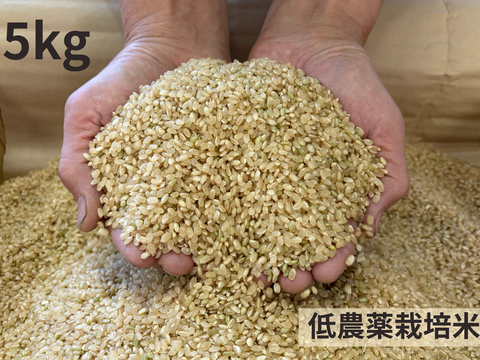 【令和７年産】低農薬栽培米　コシヒカリ　玄米　５kg