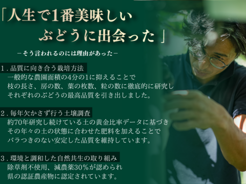 予約販売【国内大手百貨店取扱農園】☆シャインマスカット 1.1kg以上☆