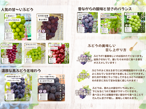 ☆ぶどう好きにオススメ☆ たっぷり6品種をお届け 岡山県産ぶどうおまかせ6種食べ比べ