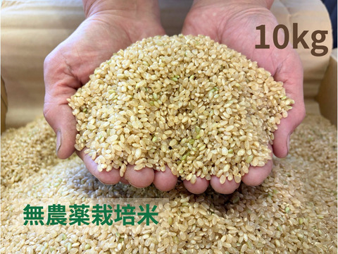 【令和７年産】栽培期間中農薬不使用　コシヒカリ　玄米　10kg