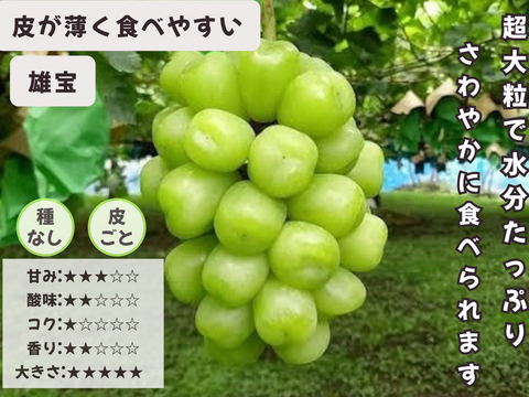 お盆シーズンにお届け可能　シャインマスカット入り　『岡山県産ぶどう』　おまかせ3種食べ比べセット　1.5キロ以上