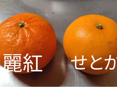 【貴重な柑橘】【食べ比べセット】濃厚！とろける果肉！せとかと麗紅　約3㎏　（予約商品）