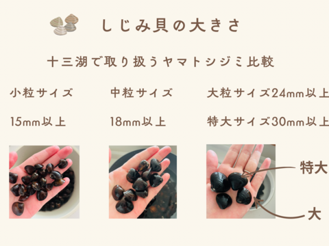 贈答用にも！大サイズ１kg　十三湖産「大和しじみ」