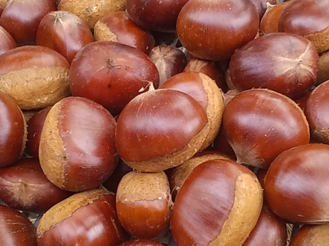 【栗】丹波栗(2Kg)セット和歌山産