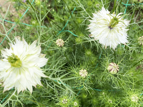 【お届け20本-40㎝】〜ニゲラ〜　初夏から夏が旬の可憐で涼しげなお花！