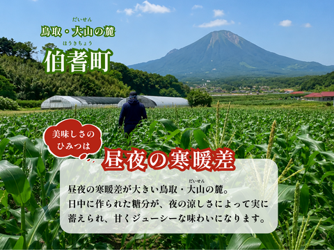 6/20~お届け】10本｜朝採れ当日冷蔵発送・数量限定｜朝採れスイート