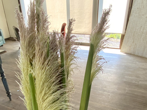 【パンパスグラス３本（85㎝）】産地直送、ドライフラワーとして人気！長く楽しめます。大きくふわふわした花穂が、空間を一瞬で「映える空間」に変えてくれます。