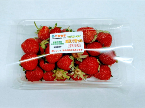 農薬不使用（栽培期間中）豆乳で育った加工用イチゴ　1パック300g 480円　4パックまで同梱可能