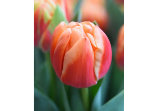 【予約】　ベットオブローゼス　10本　チューリップ　黄色-オレンジ　八重　収穫後順発送　※北海道・沖縄県配送不可※