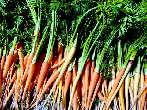 ハーフサイズ那須高原旬の野菜セット 7～8品種　高原の季節をお届けします！