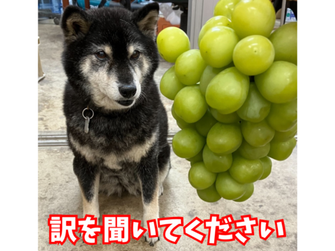 【訳あり品】甘熟シャインマスカット（約1㎏3〜4房）