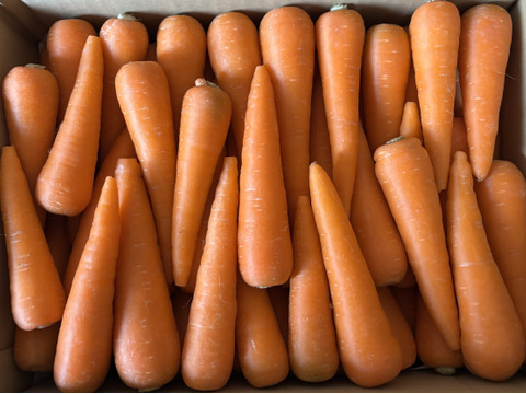 砂地栽培 新鮮なにんじん 小さい人参 5kg