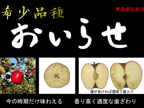 【残りわずか!!】希少品種「おいらせ」🍎家庭用約2.7Kg　今年も登場！！　青森県産　数量限定