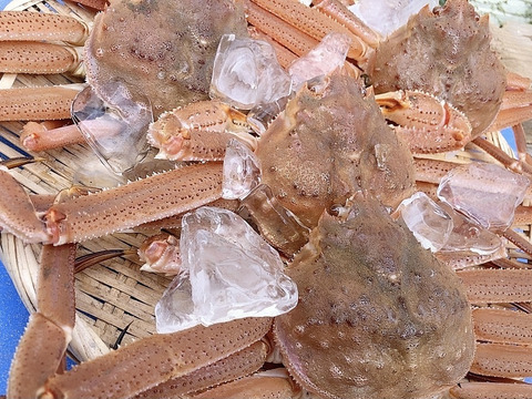 期間限定品 漁師の店 北海道産 ズワイガニセット 1kg：北海道産
