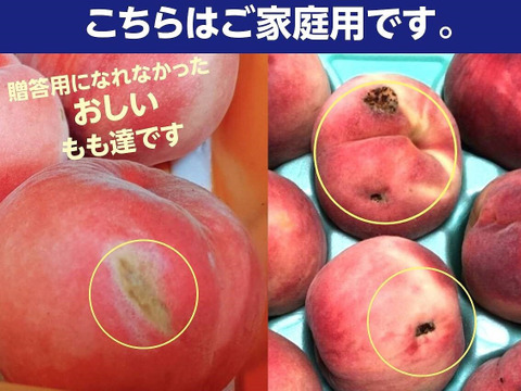 訳あり 固い桃 おどろき 福島県伊達市産 3kg