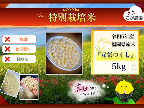 せぬせ商品　福岡県産「元気つくし」令和５年産　玄米20kg 準自然米 大好評の福岡県産「元気つくし」令和6年産 玄米5kg