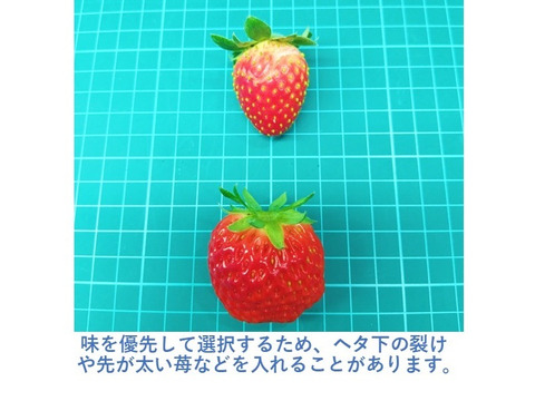 甘い！寒締めいちご！節減対象農薬8割減！品種おまかせ250g×2p：島根県
