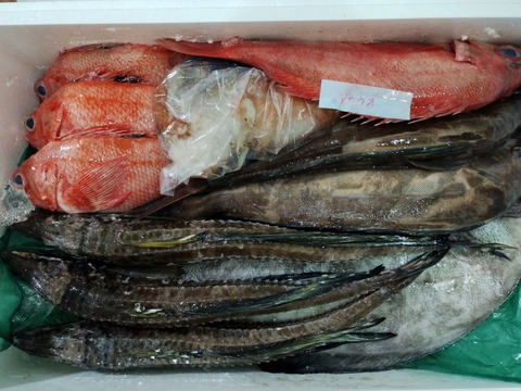 松コース【知床羅臼直送】 船頭にお任せ！鮮魚ボックス（詰め合わせ）海鮮セット