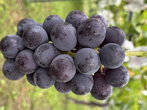 お買い得!まるせい果樹園の秋の味覚セット　フルーツボックス　３ｋ箱　oｍa1