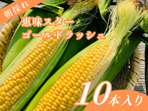 【朝採れ】甘～いスイートコーン（恵味スター・ゴールドラッシュ）10本　⛰️大山くろぼく育ち　🎁朝採れ当日冷蔵発送／数量限定