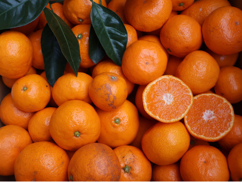 【冬ギフト】農家直送！有田みかん10kg≪無選別（秀品・訳あり品・サイズ混合）≫【平武農園】～蛍飛ぶ町から旬の便り～　和歌山｜有田｜田口｜ギフト｜こだわり　産地直送　お取り寄せ