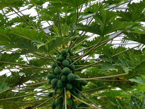 宮古島産　パパイヤしりしり・1,200g  ( 300g×4真空パック)