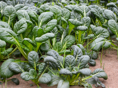 【有機JAS】えぐみが少なく希少！ ちぢみ小松菜 4袋（約1kg）