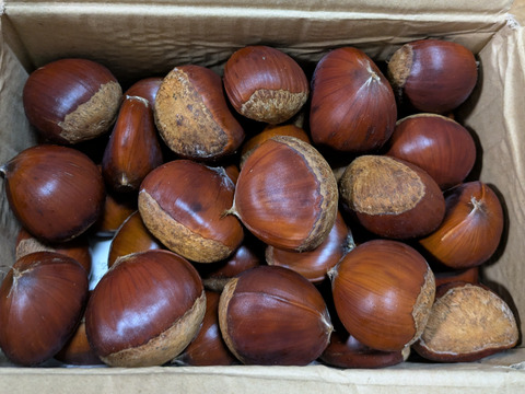 完売御礼☆ありがとうございました！【自然栽培】秋の味覚！　栗１kg　L～特大ミックス　ホクホク濃厚！旬の恵み
