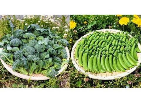 ブロッコリー（脇芽カット)/750gとスナップエンドウ/700gのセット