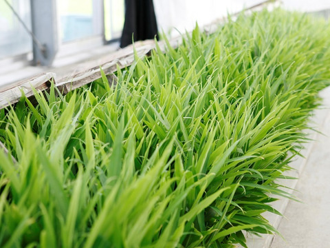 シャキッと爽やか！やわらか矢生姜（80ｇ）8パック　お味噌をつけて生でどうぞ。醤油漬けもおススメ