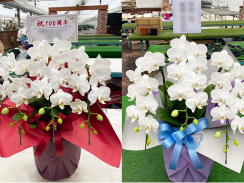 【冬ギフト】小輪胡蝶蘭（ソゴーマンタ）白 3本立 | 開店祝い・新築祝い・誕生日・お供えなどに