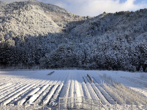 年末限定！多めのお野菜セット〈里芋は必ず1kg入ります！〉