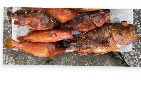 明日朝まで限定！捕れたて！カサゴ・アカハタ　約3kgオーバー 長崎県対馬市(内臓・鱗処理済)