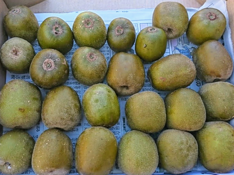 超小玉！【防腐剤・化学肥料・農薬不使用】レッドキウイ1キロ　とろける食感・糖度20度前後の極上の甘さの希少品種