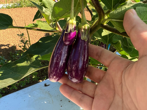 【セット】おまかせ旬のなすセレクション(4種 2-3人分) 【朝採れ】